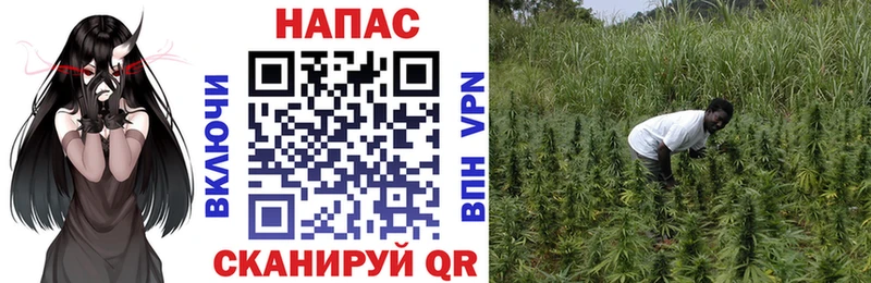 Купить закладки  Новошахтинск  Бошки марихуана конопля 